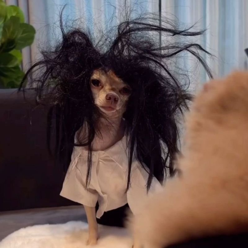 Ảnh meme hài hước quen thuộc