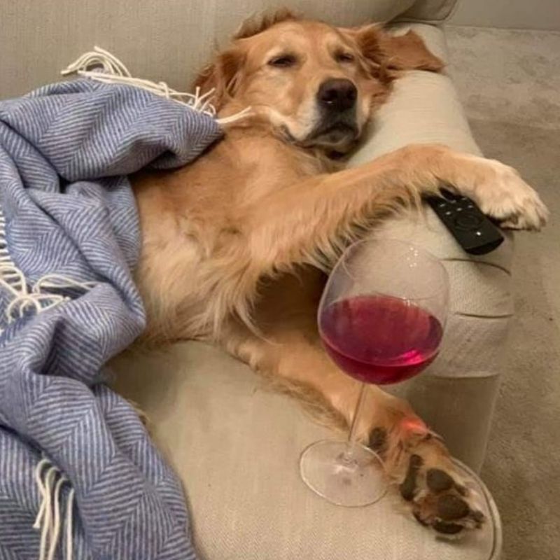 Ảnh meme hài hước đơn giản