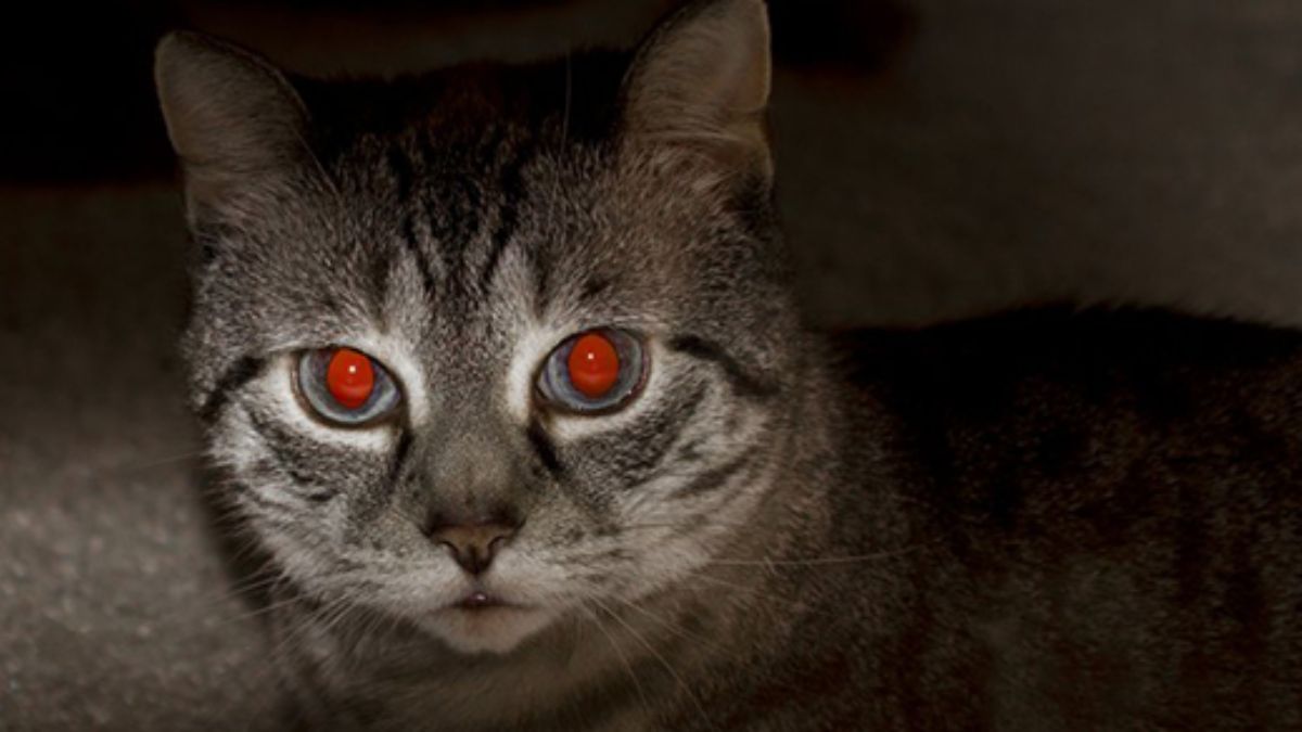 Nguyên nhân khiến chụp flash iPhone bị đỏ mắt