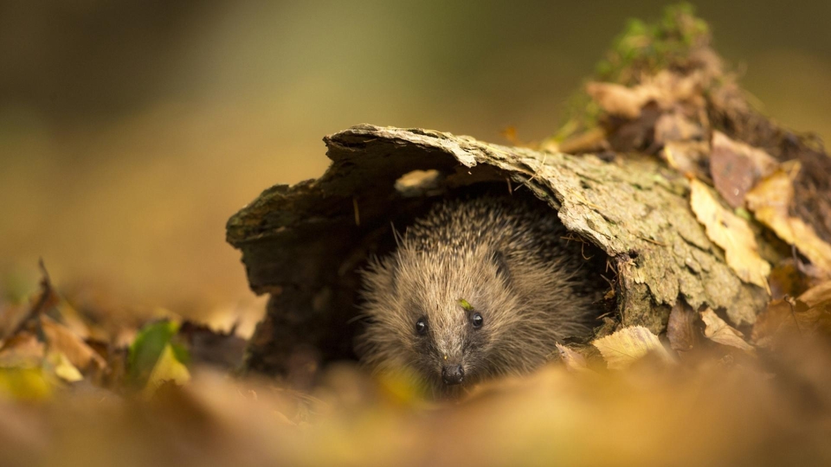 Hình nền 1920x1080 đậm cảm xúc