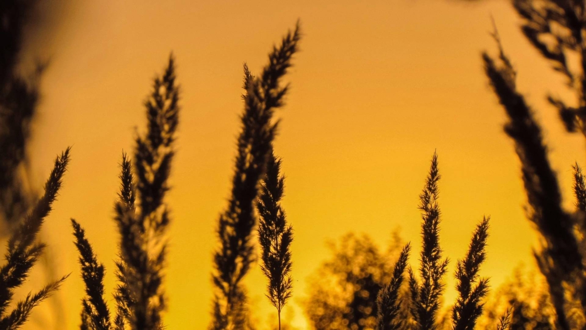 Hình nền 1920x1080 siêu thực