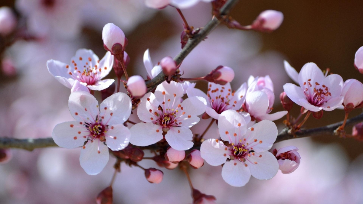 Hình nền 1920x1080 đậm tính thẩm mỹ