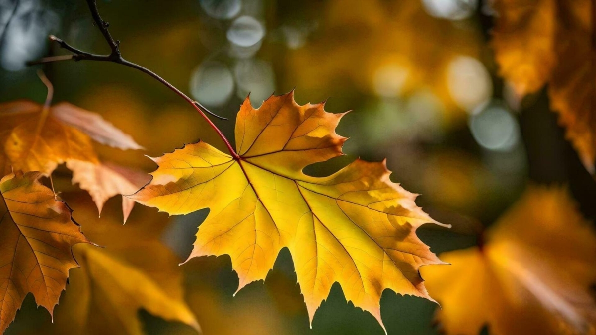 Hình nền 1920x1080 cực kỳ tinh tế