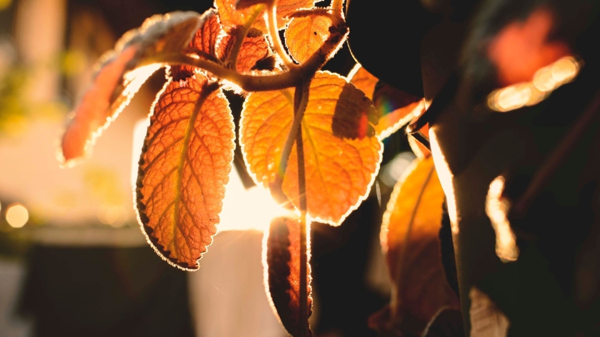 Hình nền 1920x1080 cuốn hút