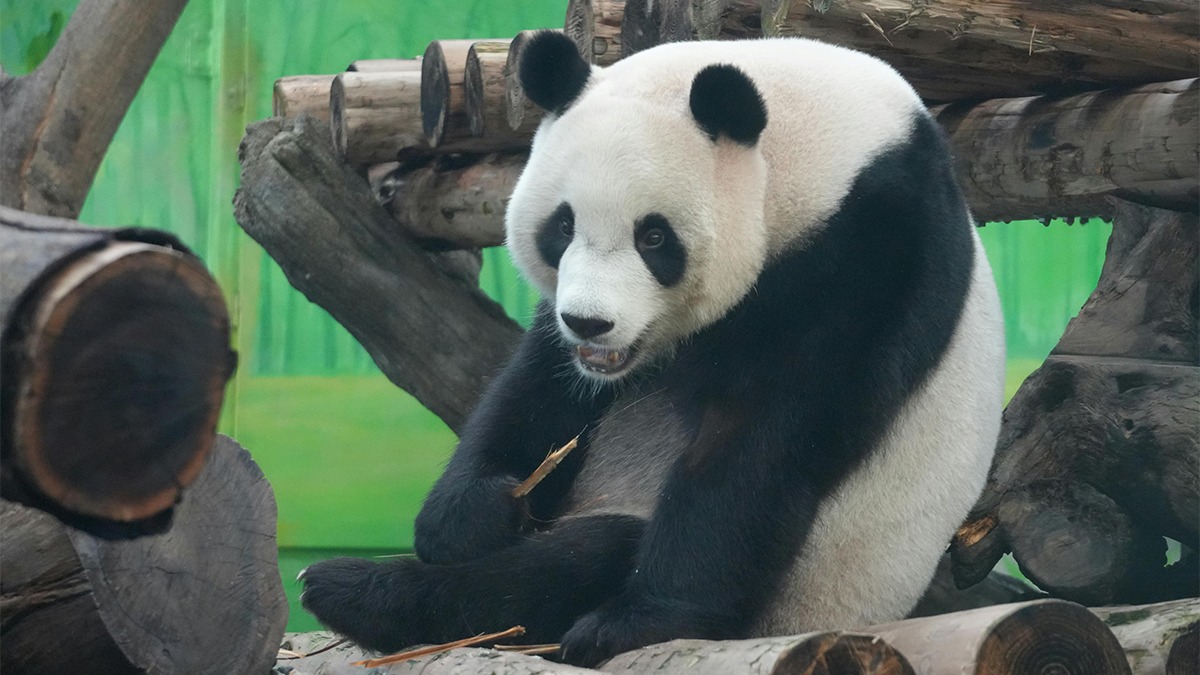 Hình nền gấu trúc bé nhỏ