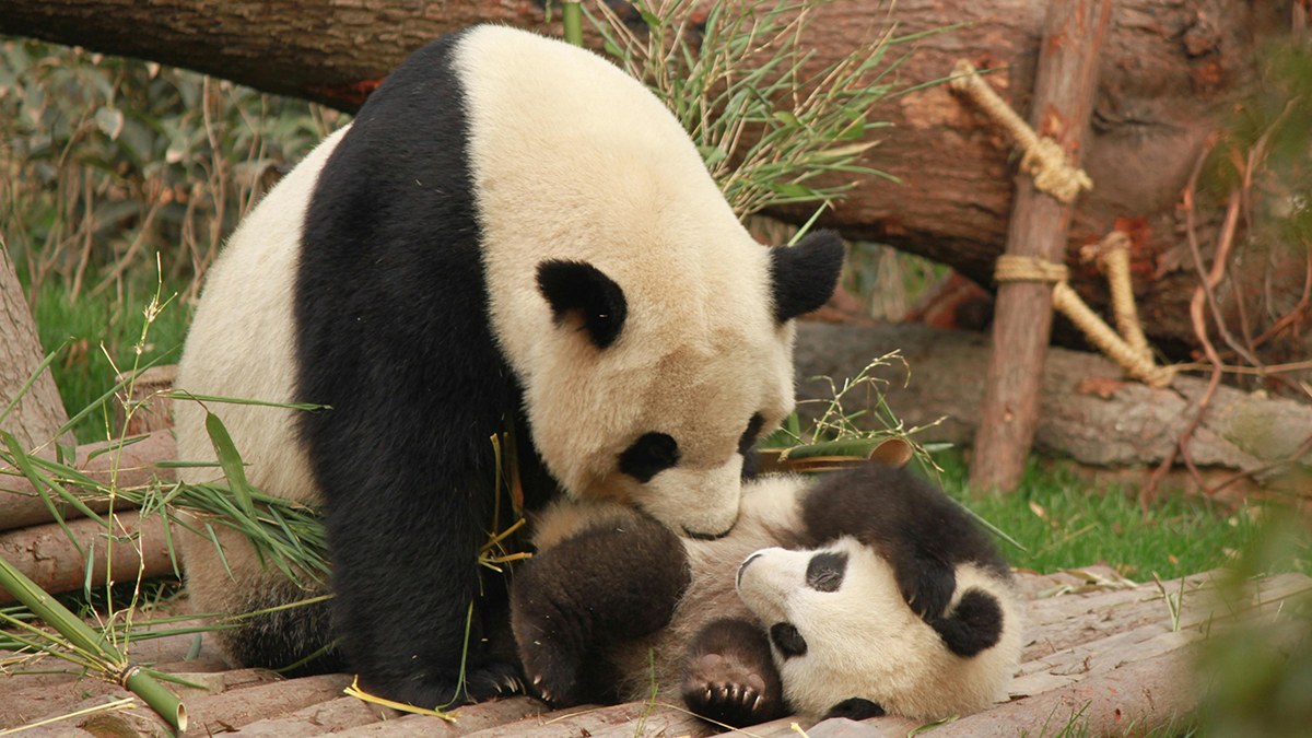 Hình nền gấu trúc vui tươi