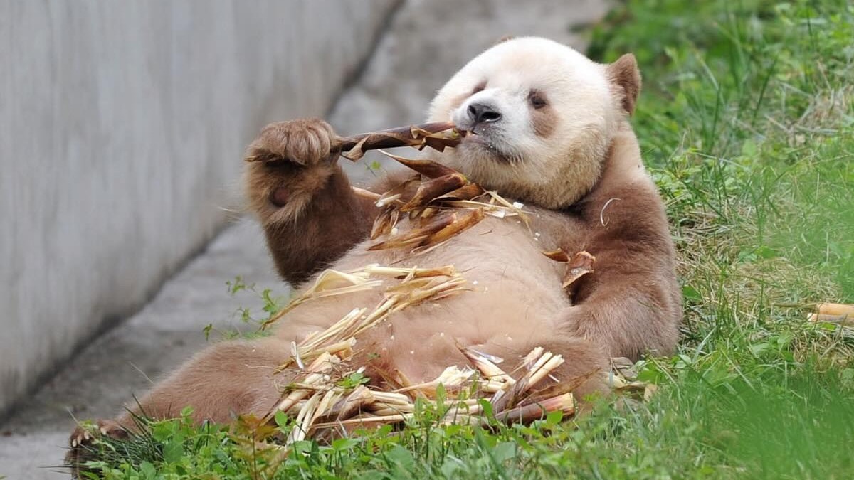 Hình nền gấu trúc cực đáng yêu