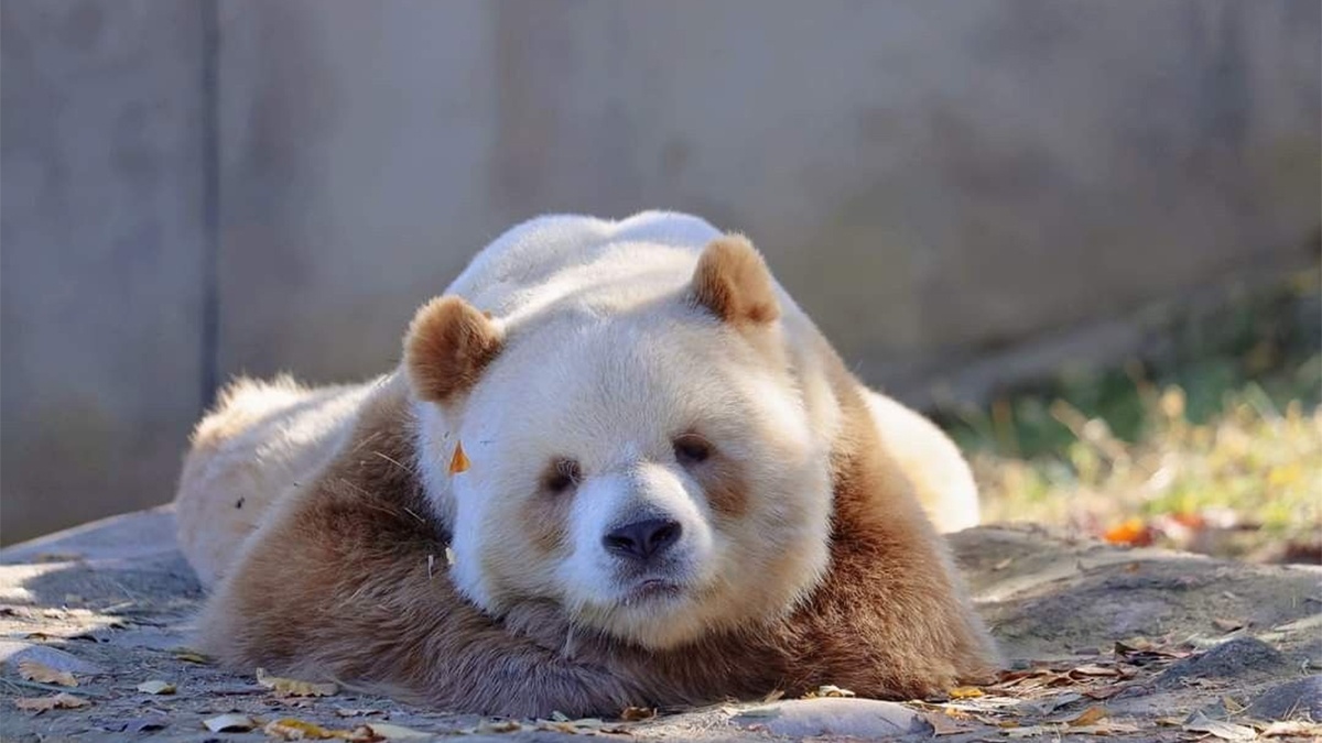 Hình nền gấu trúc siêu mê