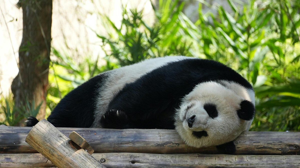 Hình nền gấu trúc hiền hòa
