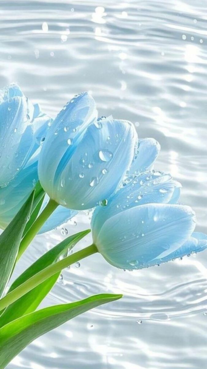 Hình nền hoa đẹp rõ ràng