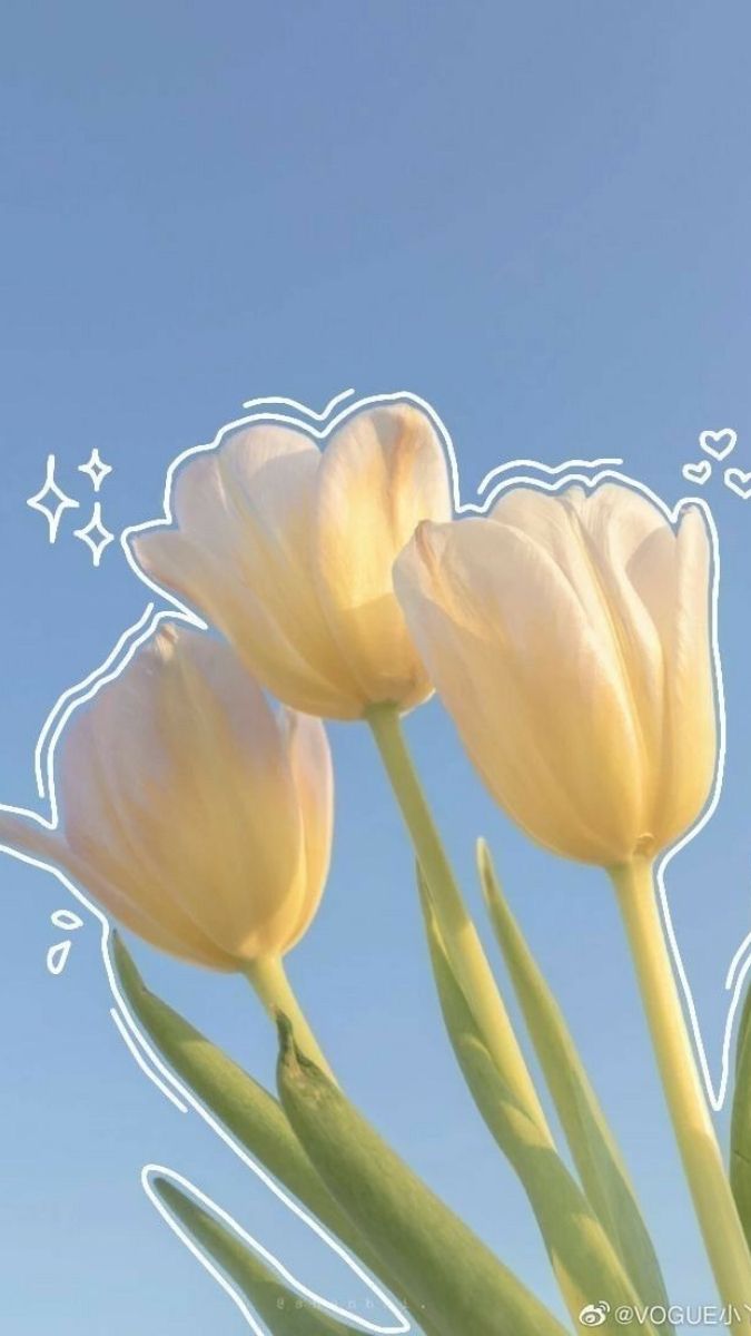 Hình nền hoa nét chuẩn