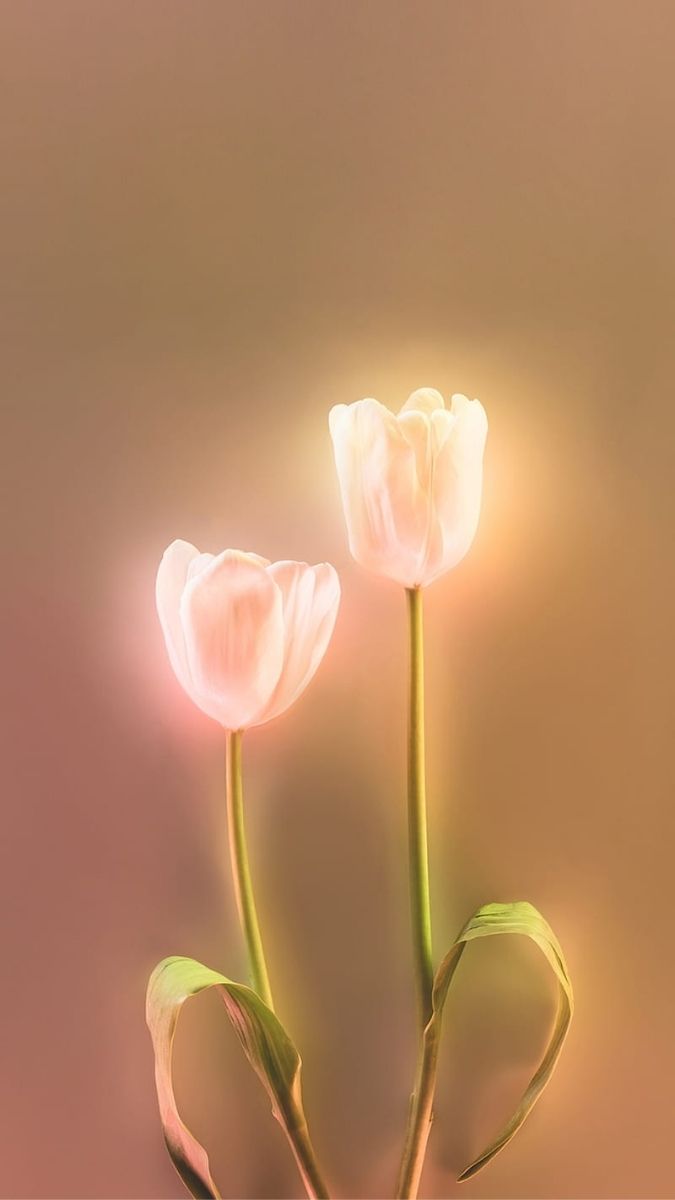 Hình nền hoa hình ảnh đẹp