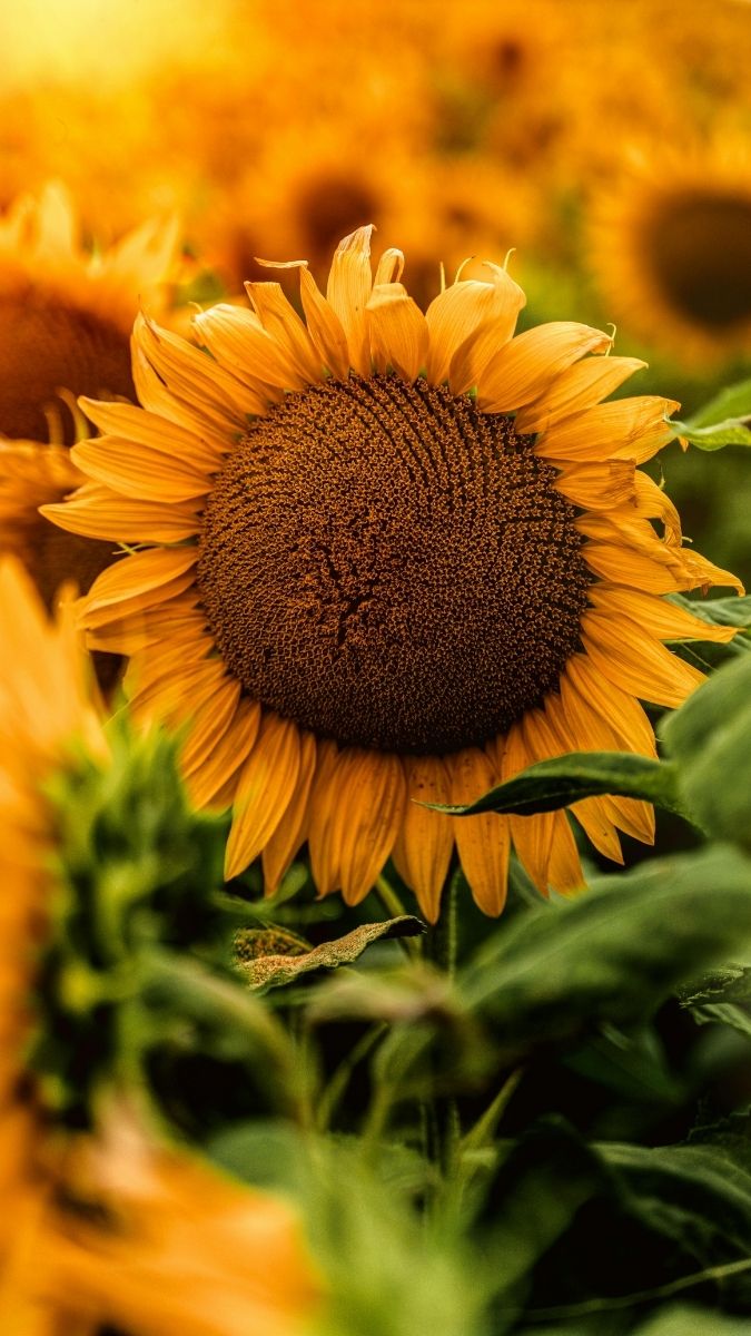 Hình nền hoa đẹp hoàn hảo