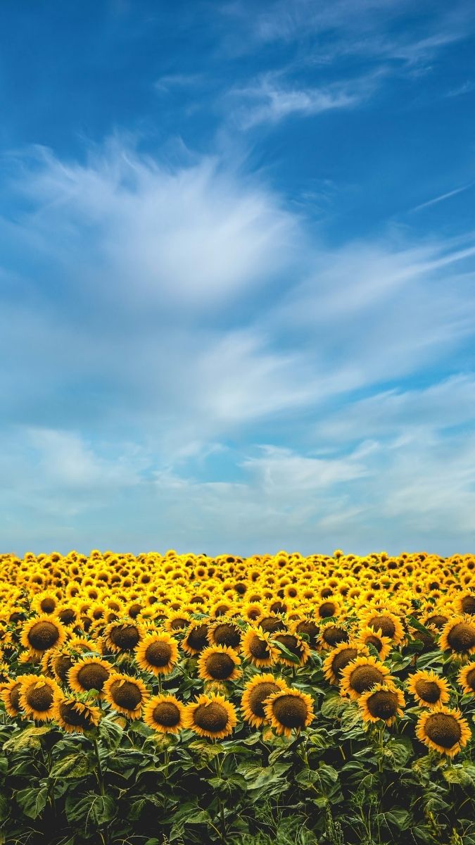 Hình nền hoa màu tươi