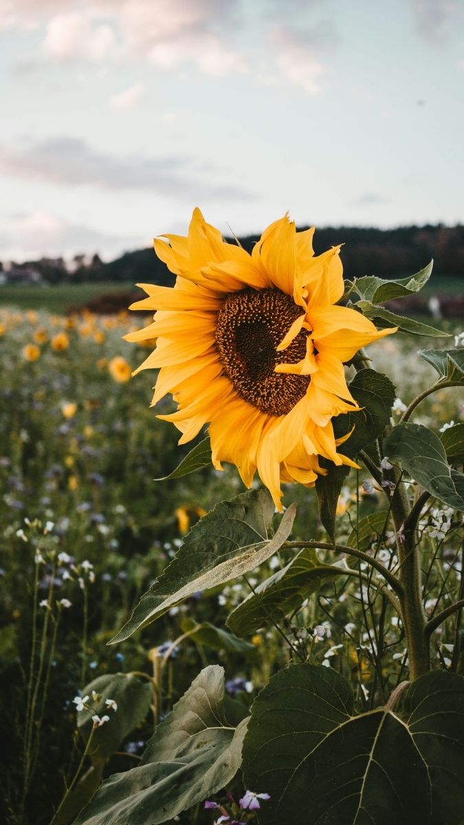 Hình nền hoa màu sắc rõ