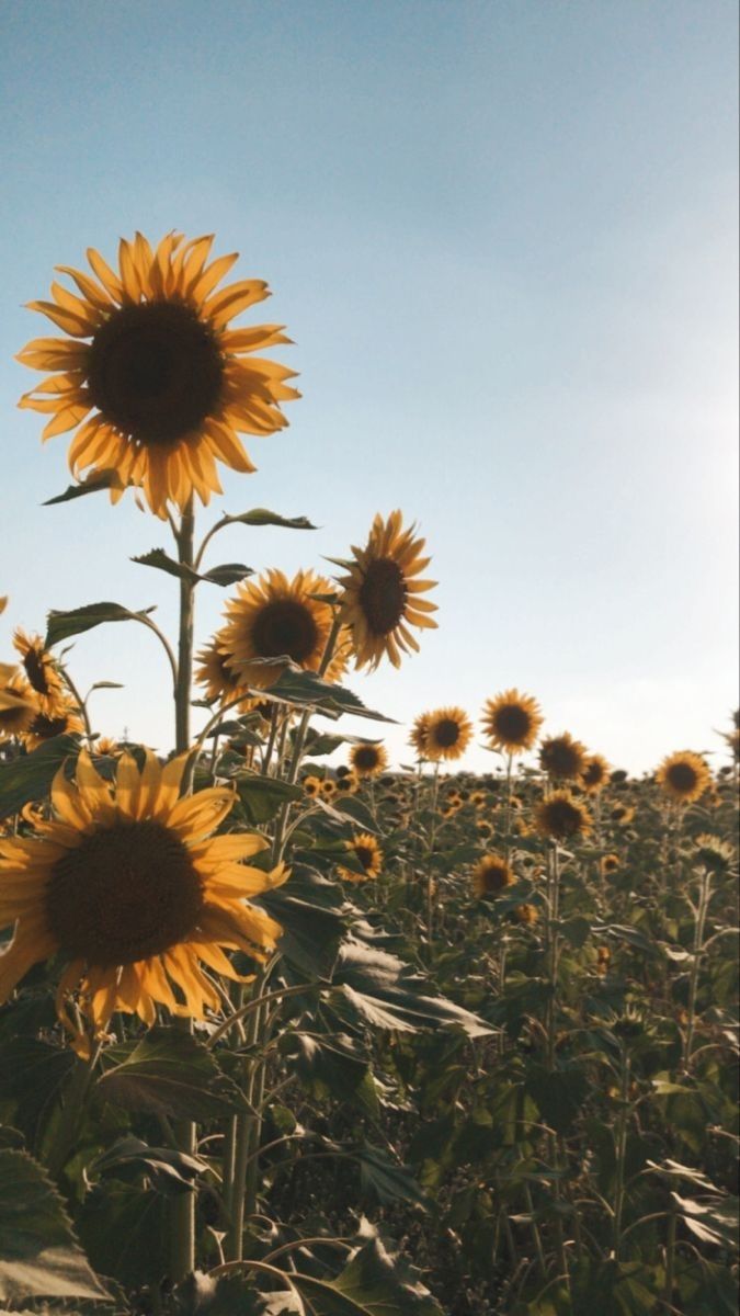 Hình nền hoa chi tiết cao