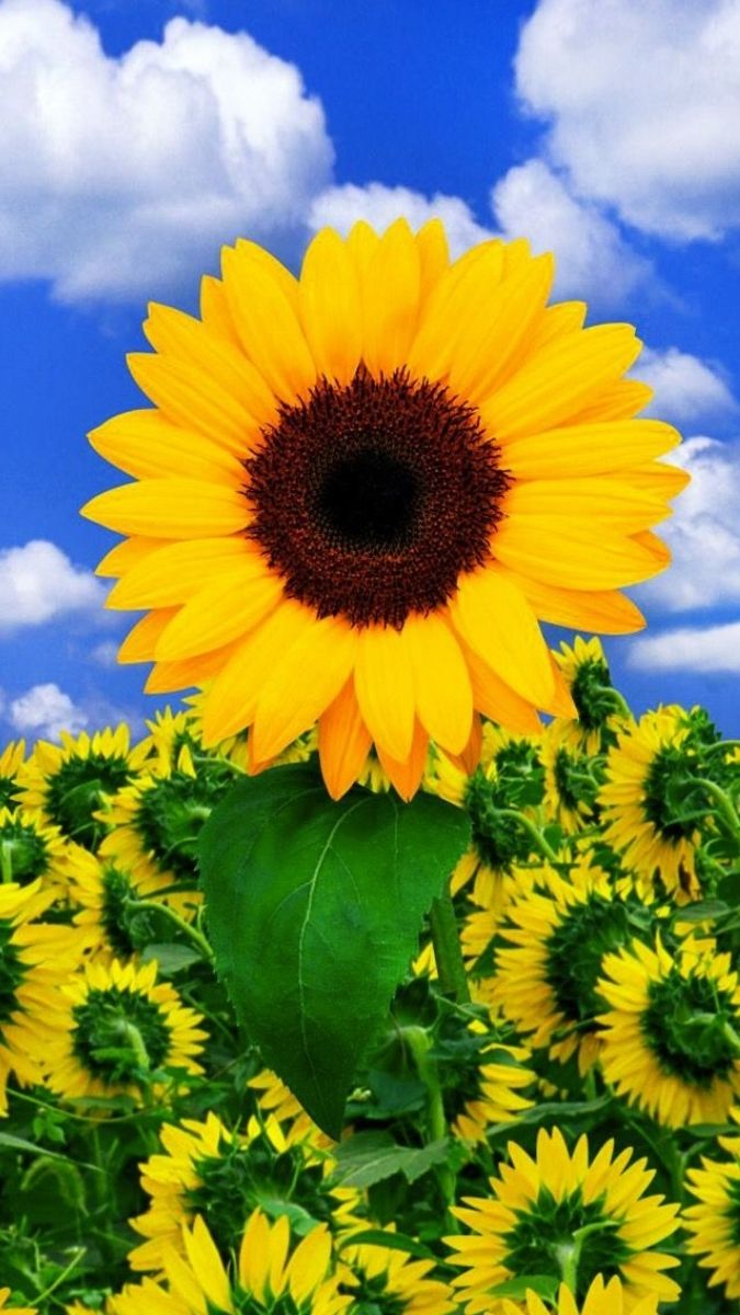 Hình nền hoa nét mịn