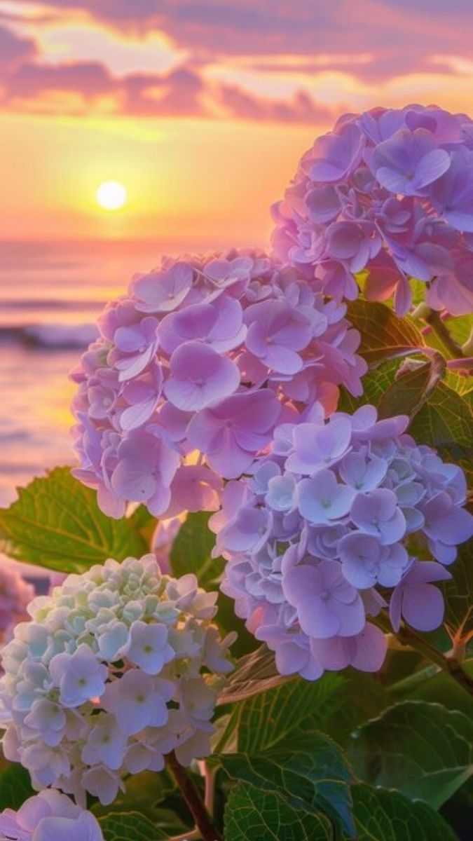 Hình nền hoa màu sắc hài hòa