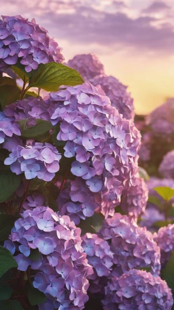 Hình nền hoa hình ảnh mượt