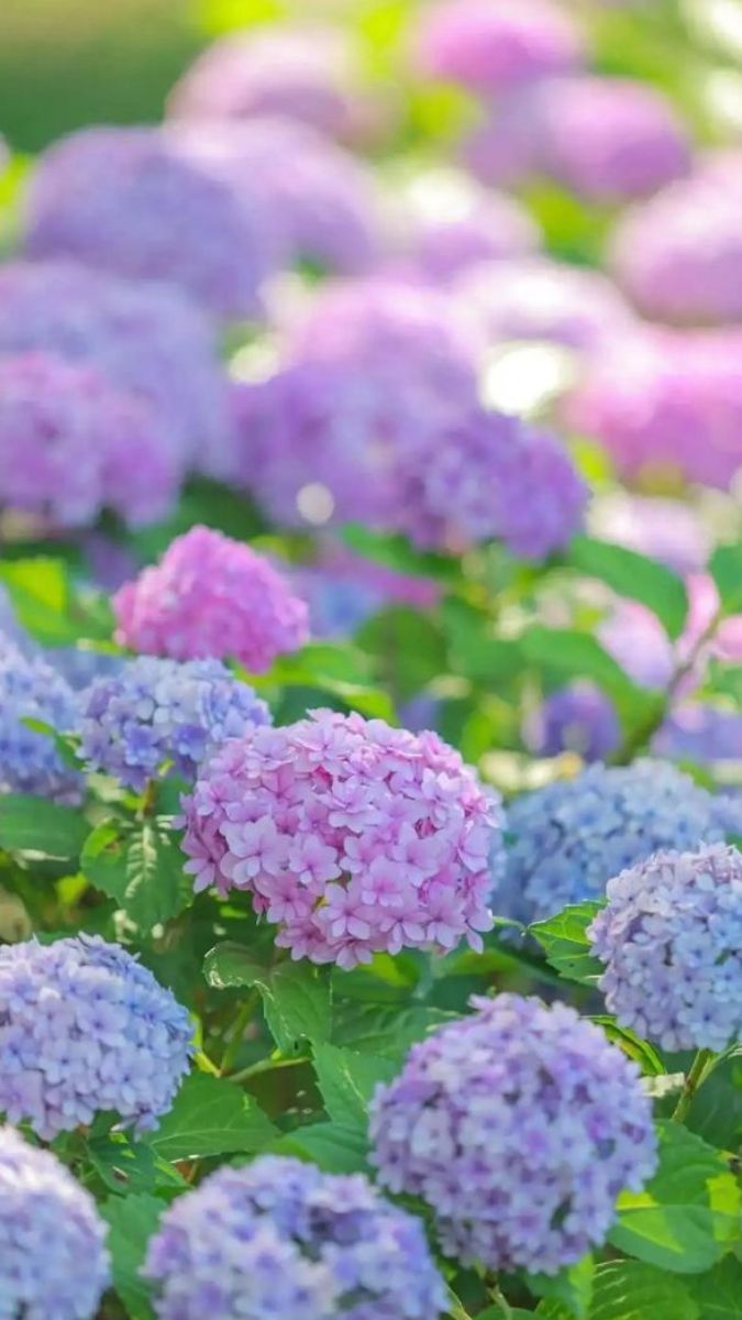 Hình nền hoa hiển thị chuẩn