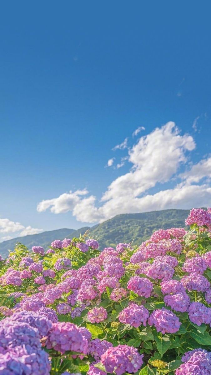 Hình nền hoa nét đẹp