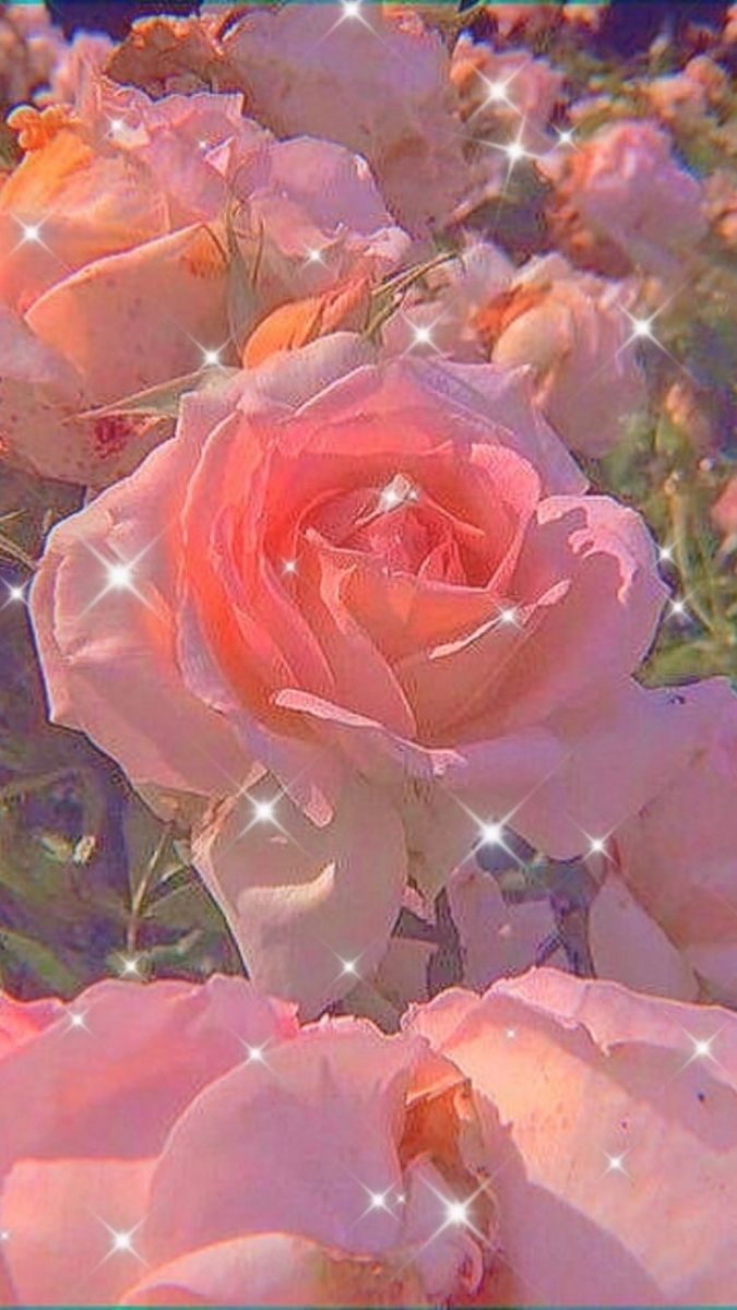 Hình nền hoa mịn màng