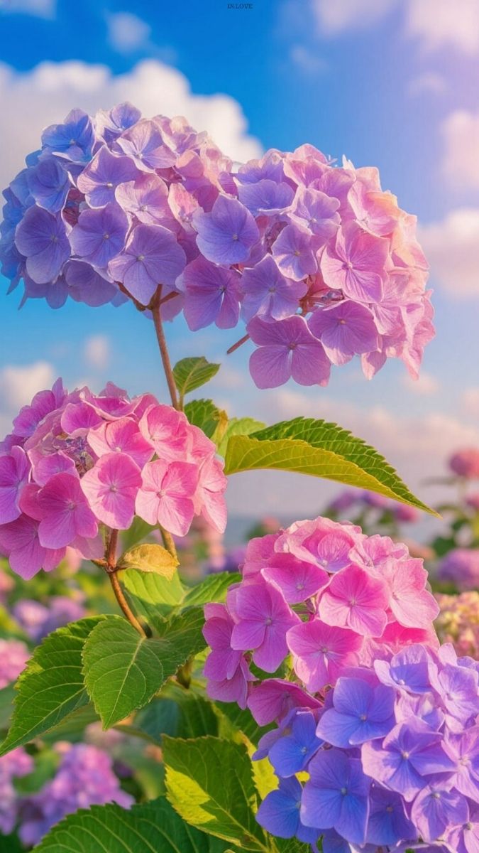 Hình nền hoa chất lượng hình ảnh