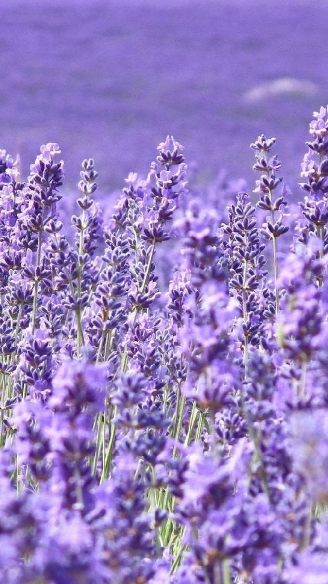 Hình nền hoa đẹp rõ nét