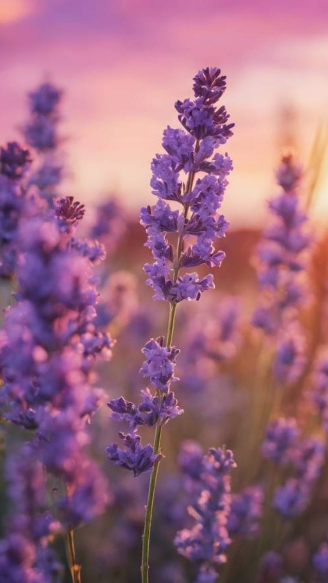 Hình nền hoa màu sắc chân thực