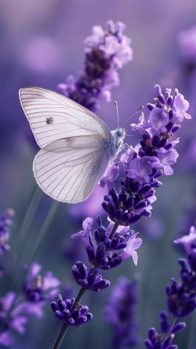 Hình nền hoa hiển thị cao