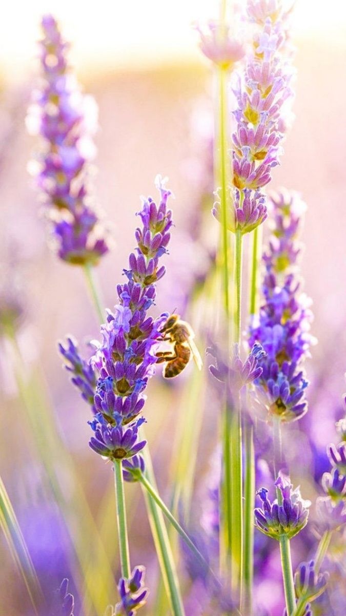 Hình nền hoa chất lượng 4K