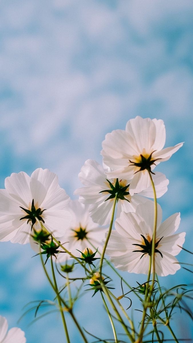 Hình nền hoa hiển thị đẹp