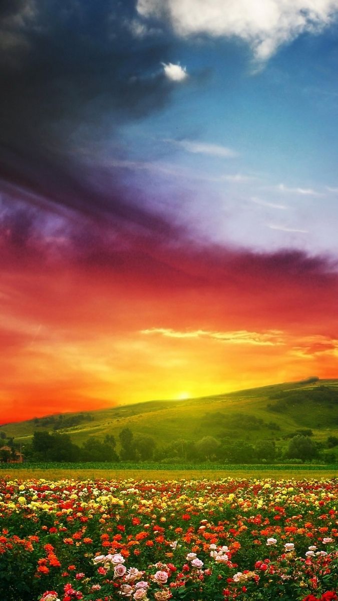 Hình nền hoa đẹp rõ hình