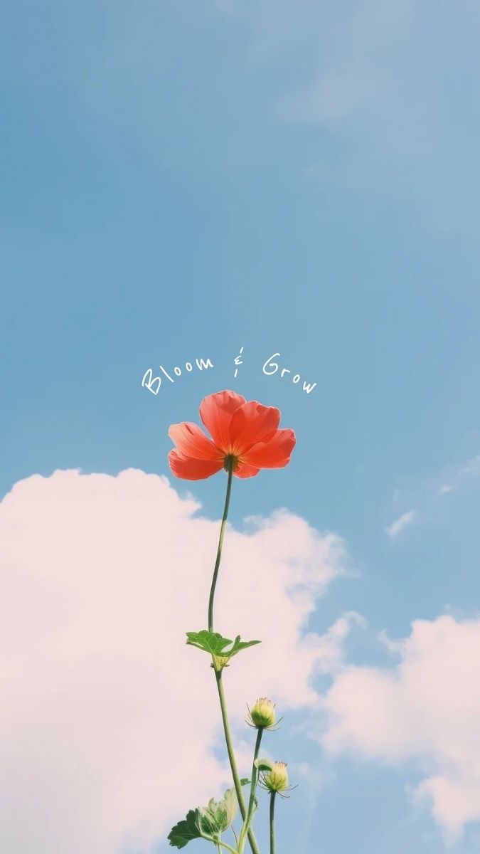 Hình nền hoa hình ảnh cao cấp