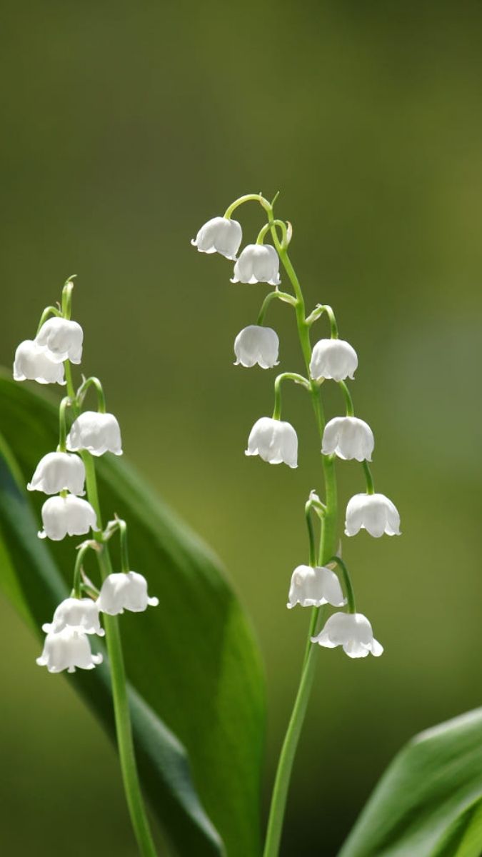 Hình nền hoa đẹp chỉnh chu