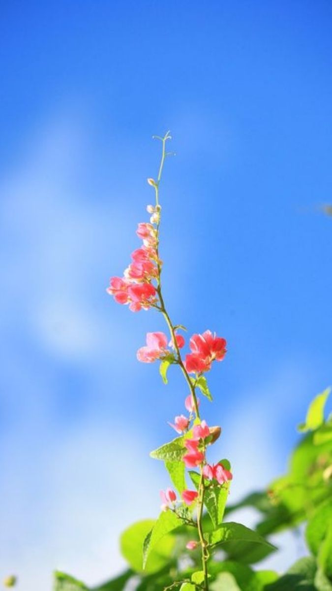 Hình nền hoa đẹp hoàn chỉnh