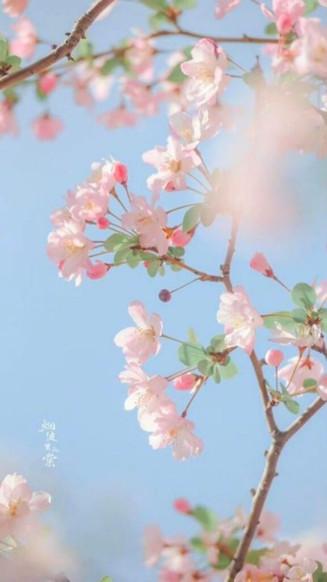 Hình nền hoa hình ảnh nét