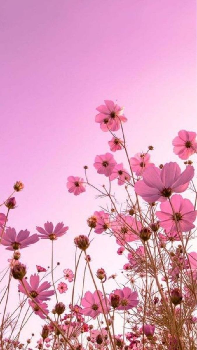 Hình nền hoa đẹp mịn màng