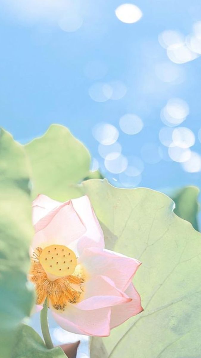 Hình nền điện thoại an khang