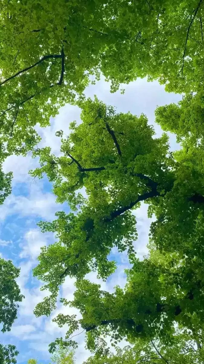 Hình nền điện thoại may mắn nhất