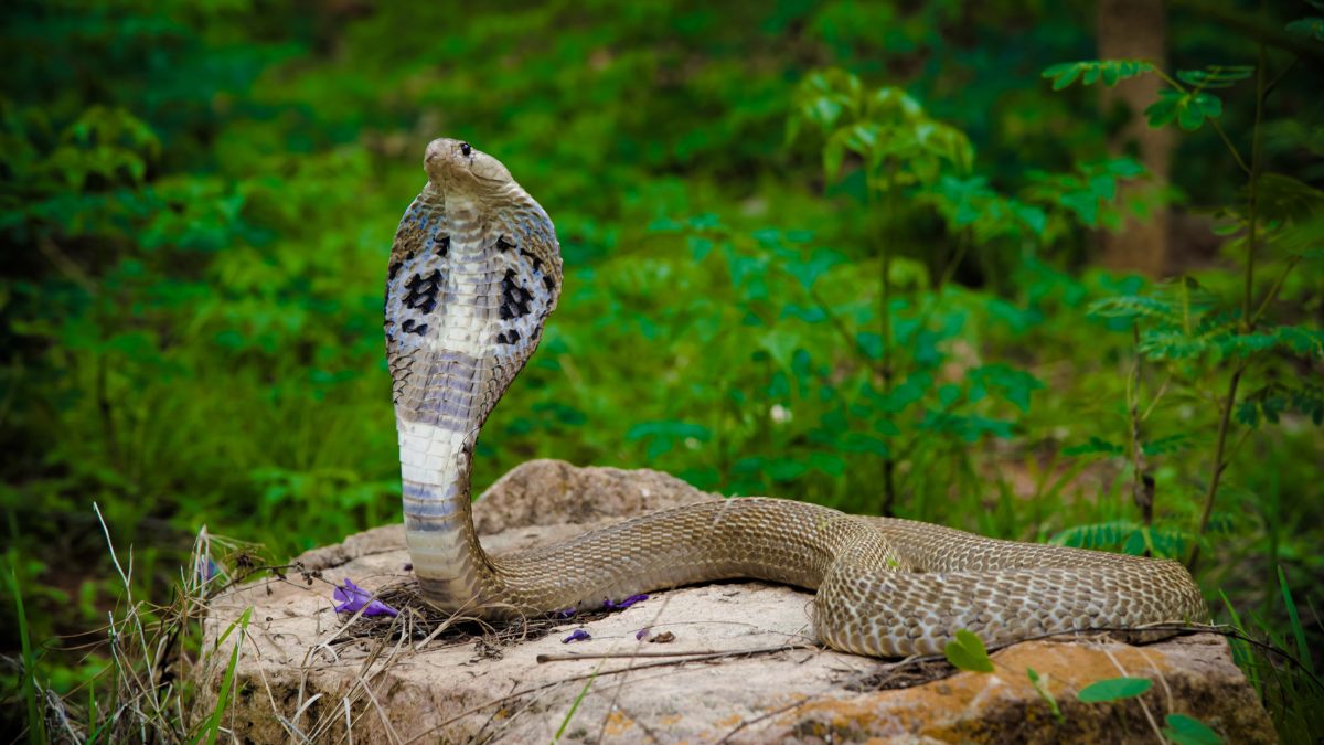 Hình nền rắn siêu thật