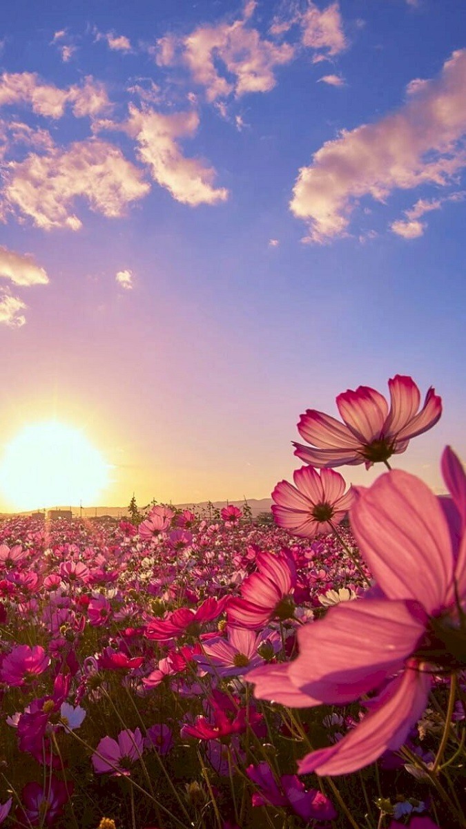 Hình nền vườn hoa rực rỡ