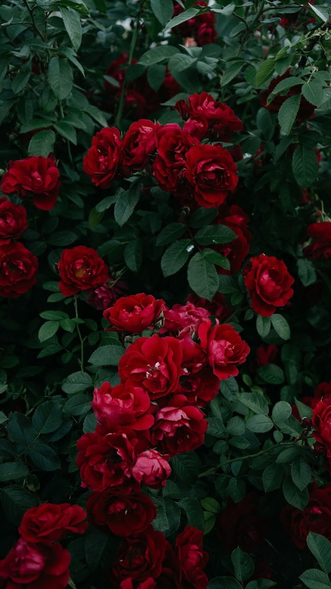 Hình nền vườn hoa lung linh