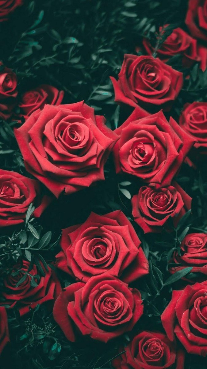 Hình nền vườn hoa nhẹ nhàng