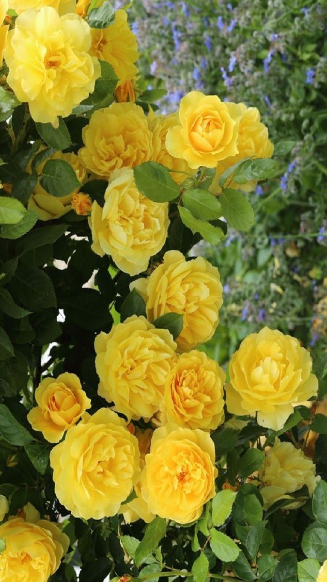 Hình nền vườn hoa tươi mới