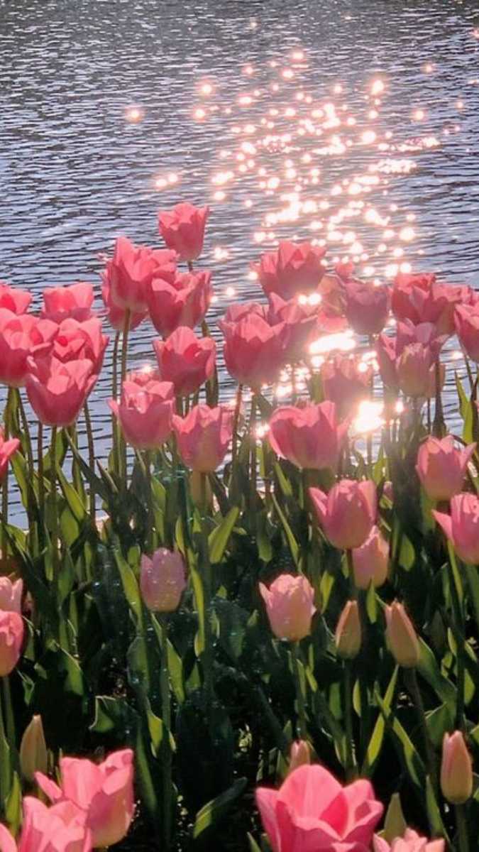 Hình nền vườn hoa ấm áp