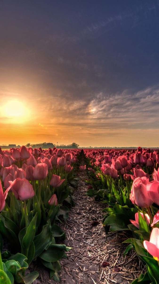 Hình nền vườn hoa đậm hương sắc