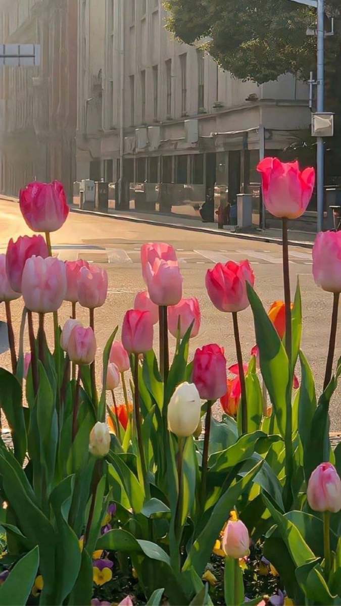 Hình nền vườn hoa tỏa sáng