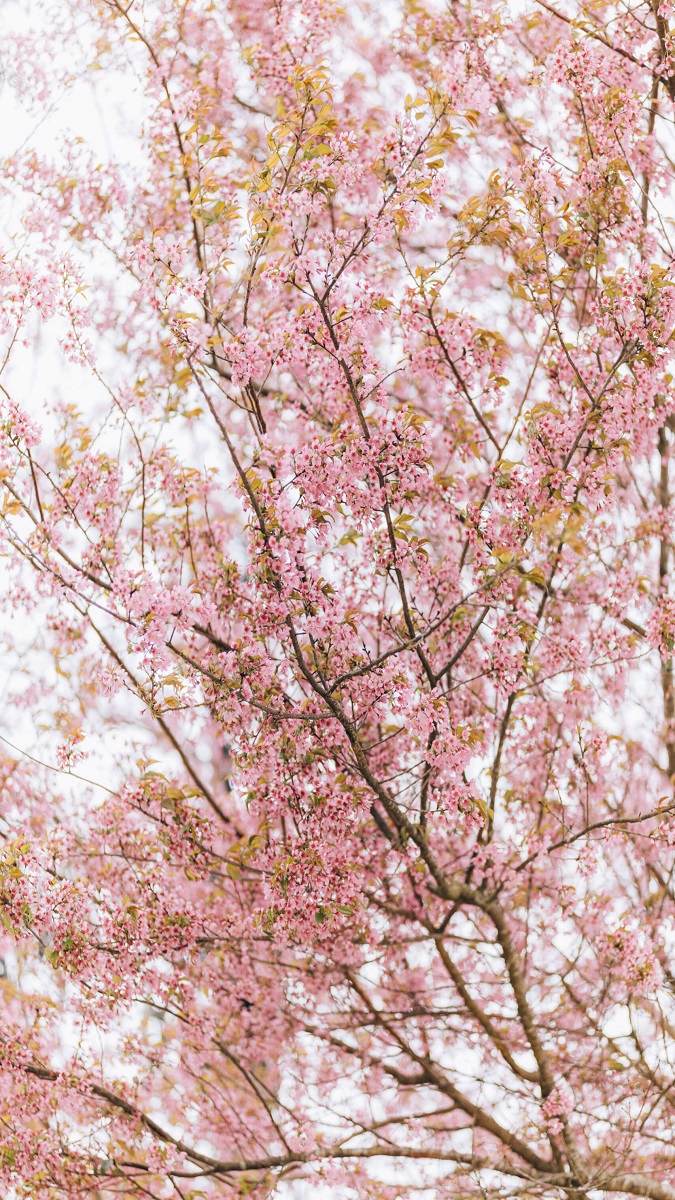 Hình nền vườn hoa nổi bật