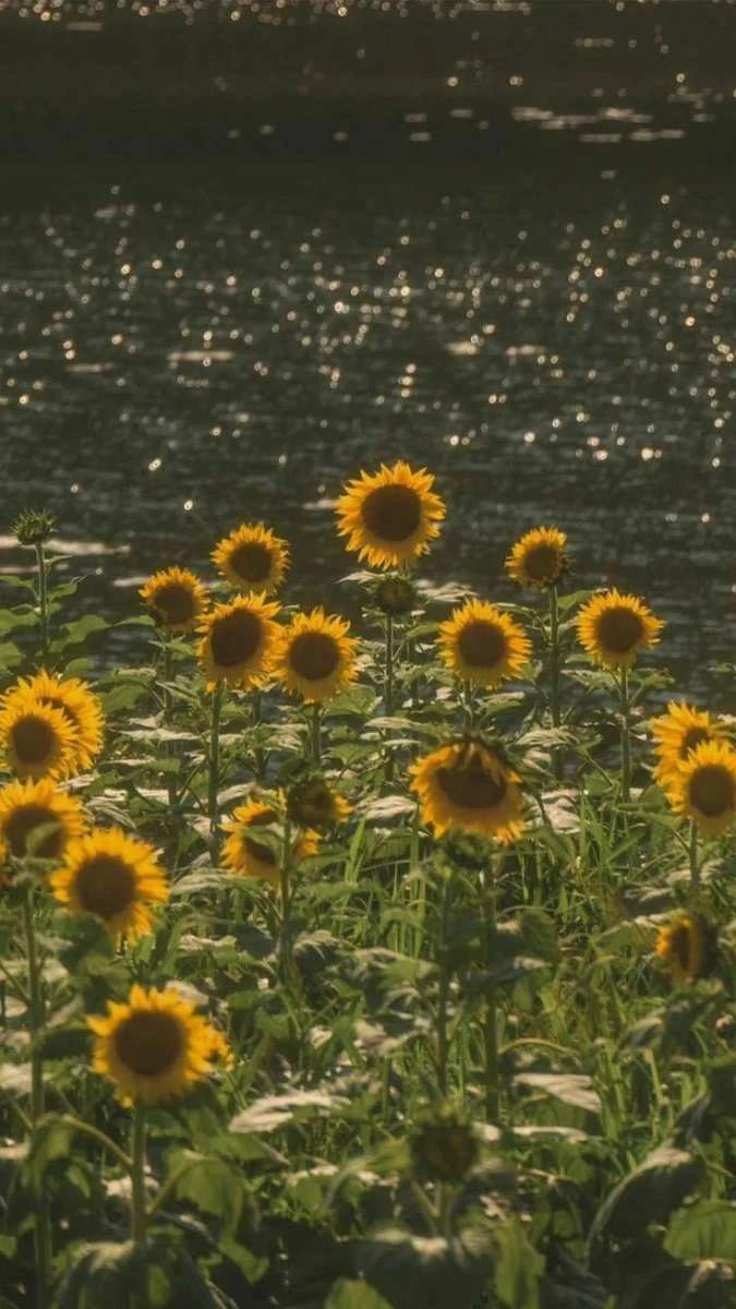 Hình nền vườn hoa đậm chất nghệ thuật